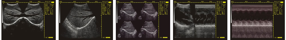 V-20掌上B型超聲診斷儀(動物版)一流的數(shù)字成像技術，圖像更清晰